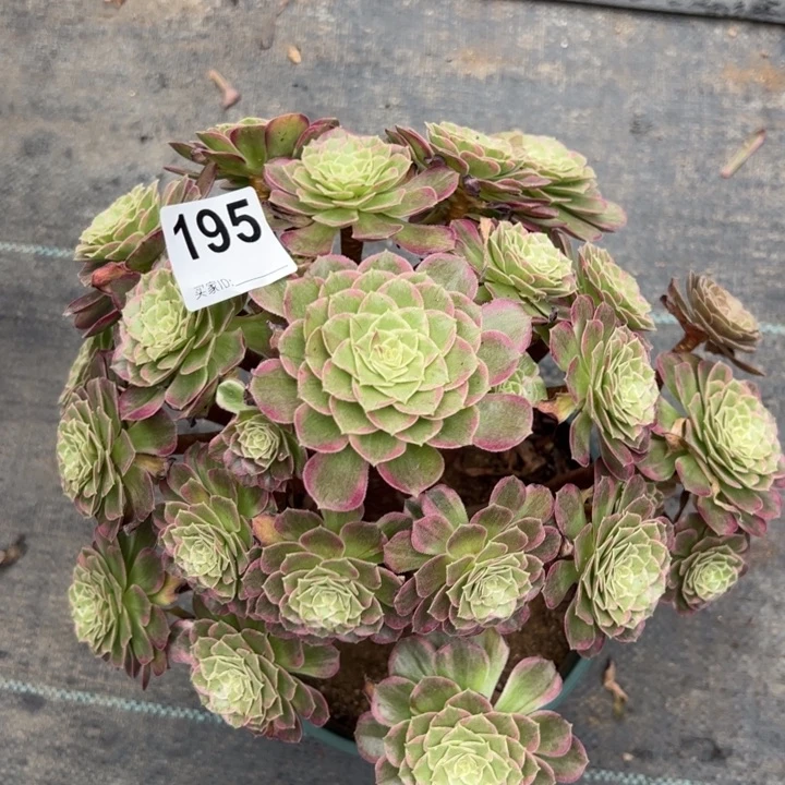 195莲花30厘米左右