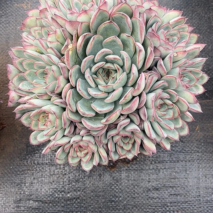 风****荷花手捧，一物一拍。