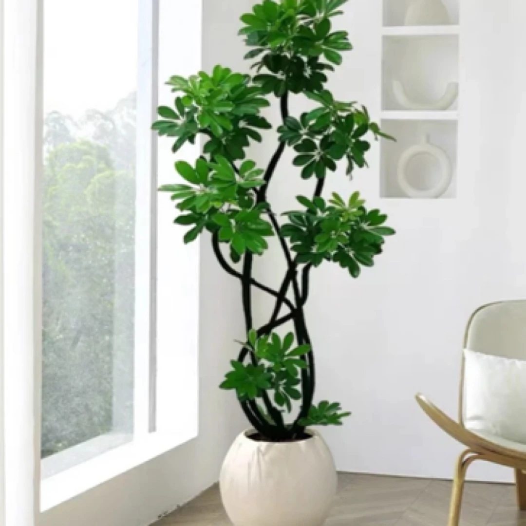 鸭脚木鹅掌柴八方来财大型绿植室内净化空气四季常青植物