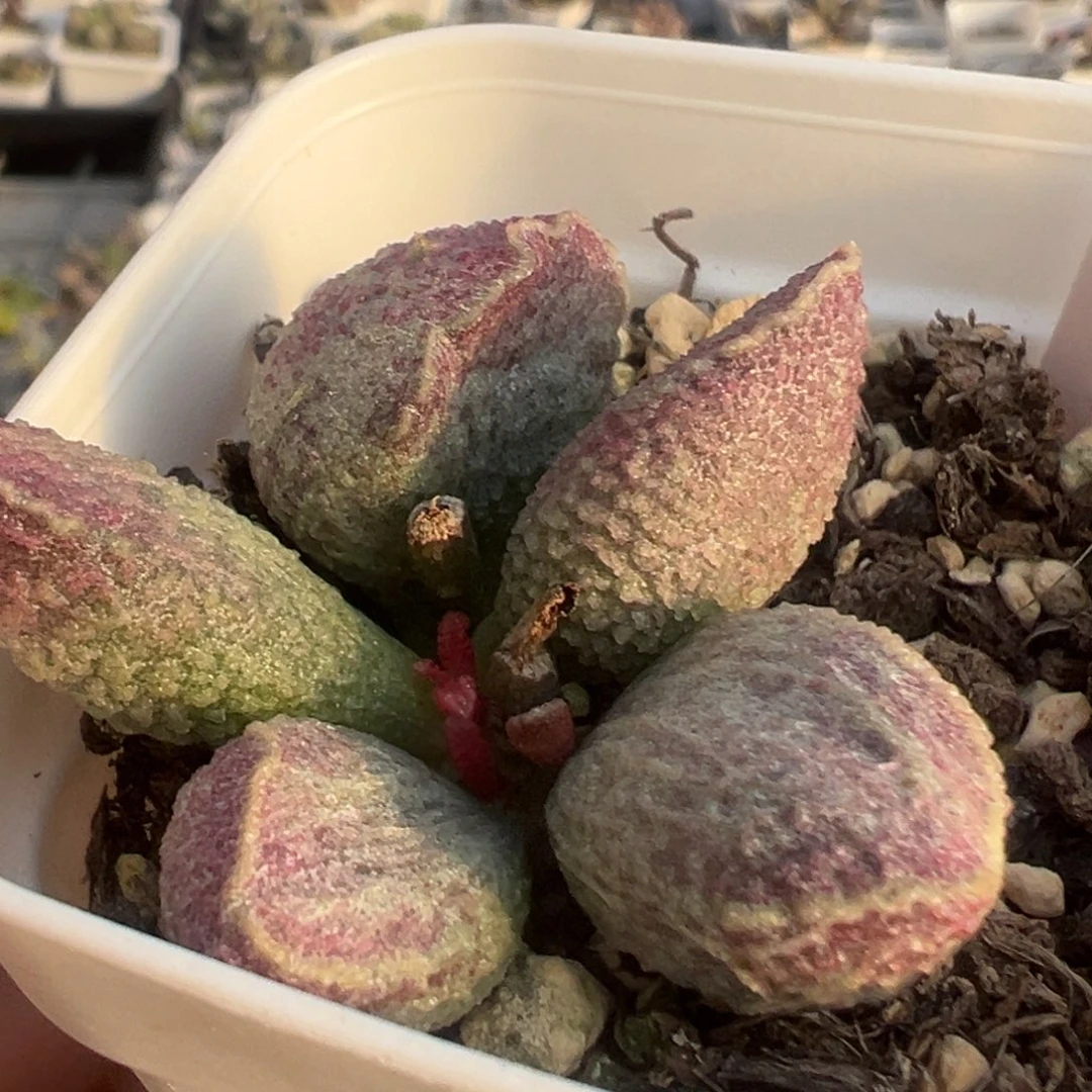 哈默猪肝大苗多肉植物2