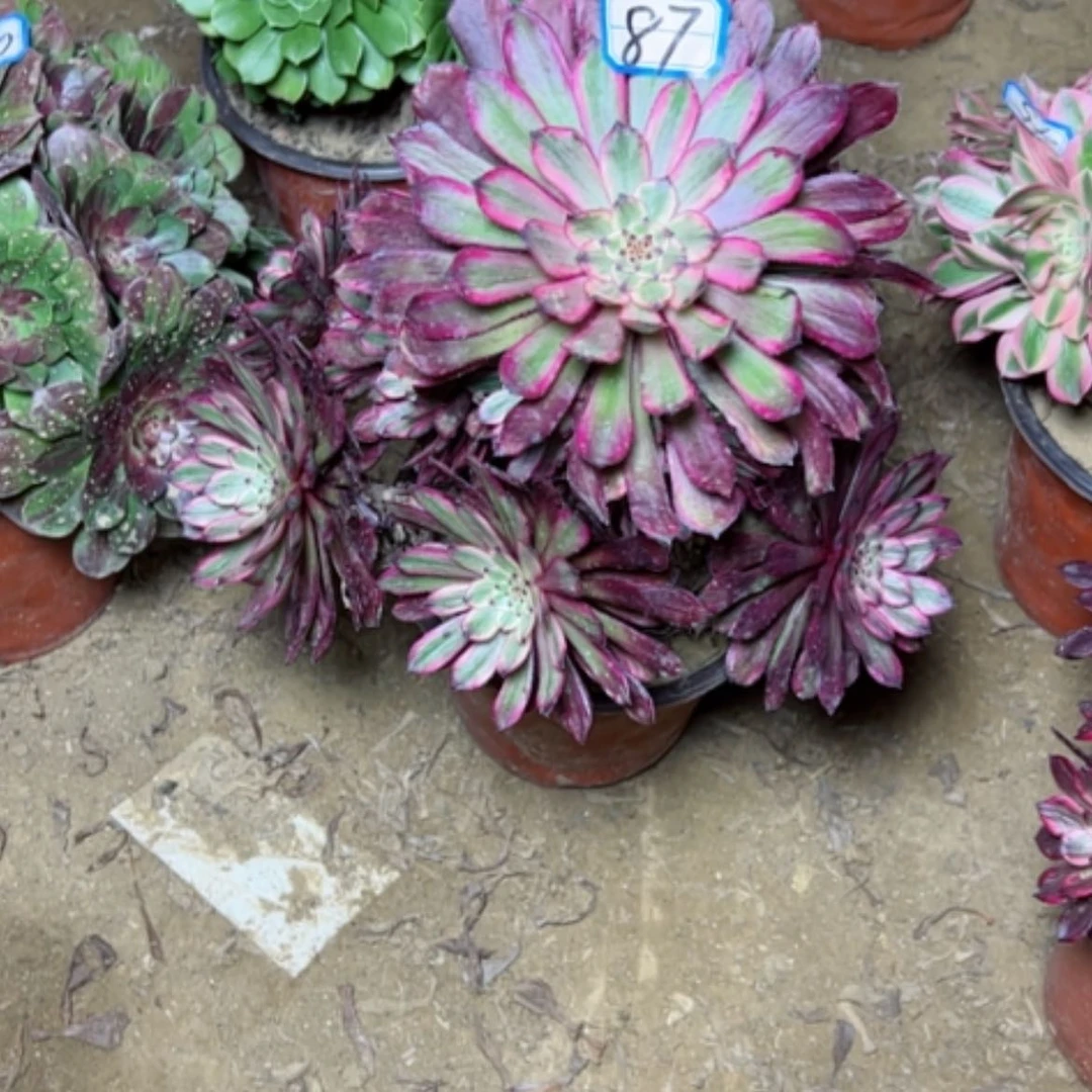 【闪购商品】多肉植物紫霞87