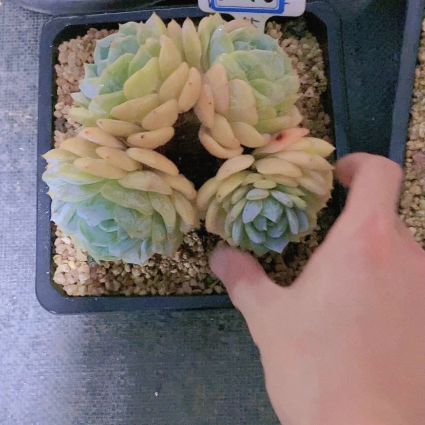 【闪购商品】南****房2246