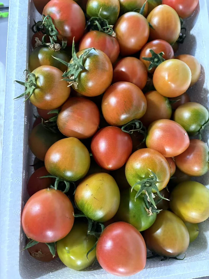 《福袋》精品小糖豆一斤。顺丰包邮。碱地柿子铁皮西红柿