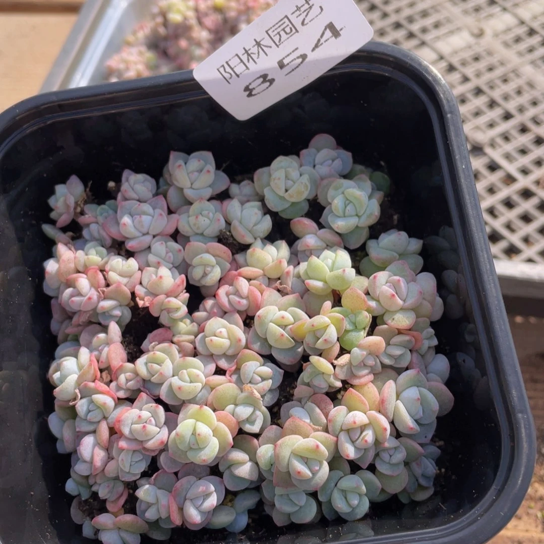 多肉植物多肉植物854