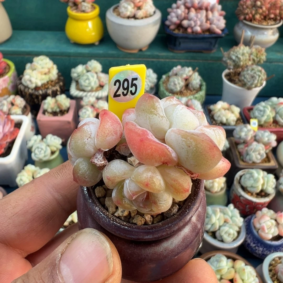 295号冰玉带盆土发货