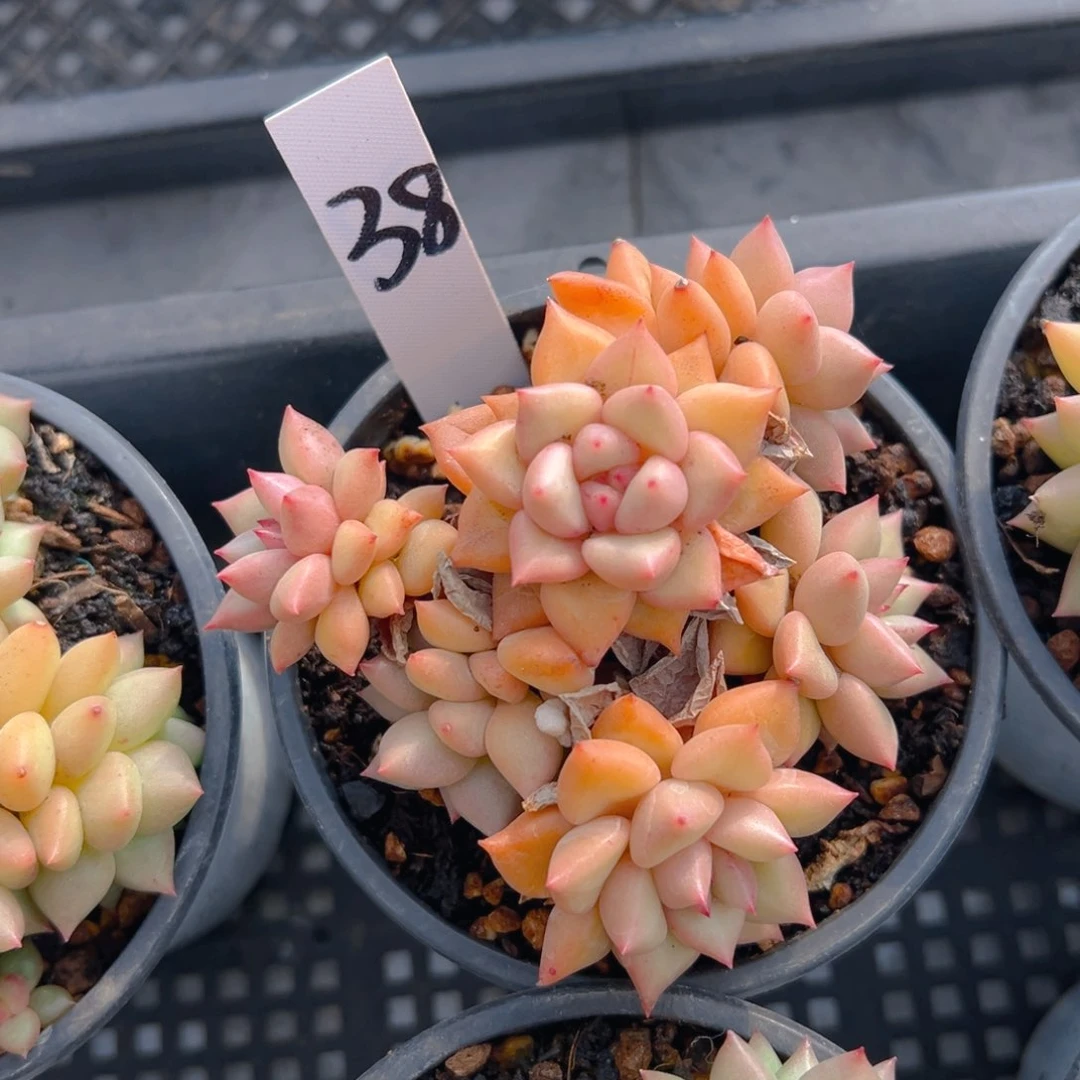 福利来了来了来了来啦