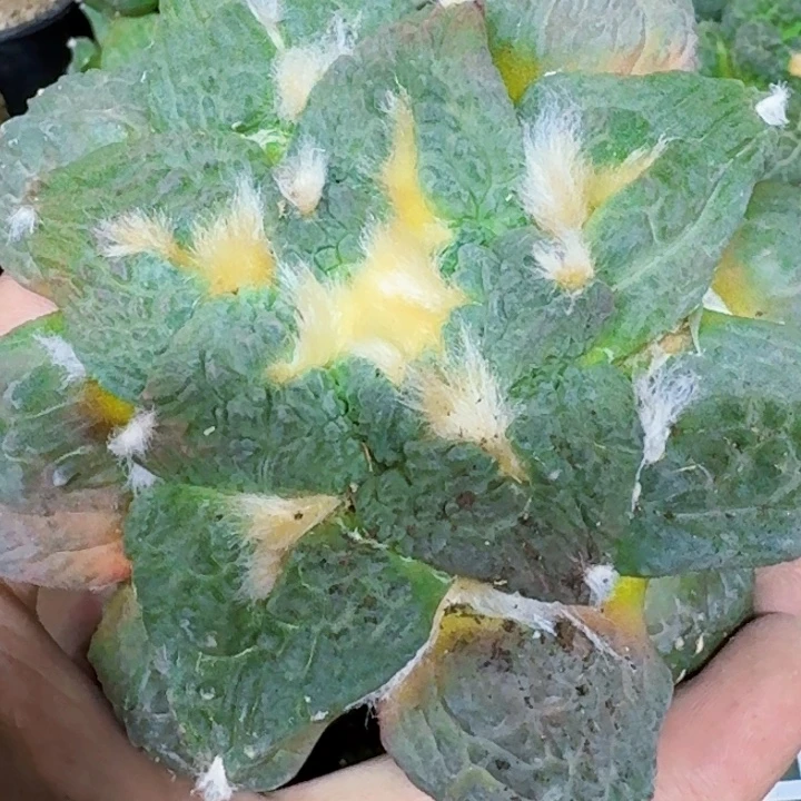 潇***潇无花朵福利苗接龟甲怒198