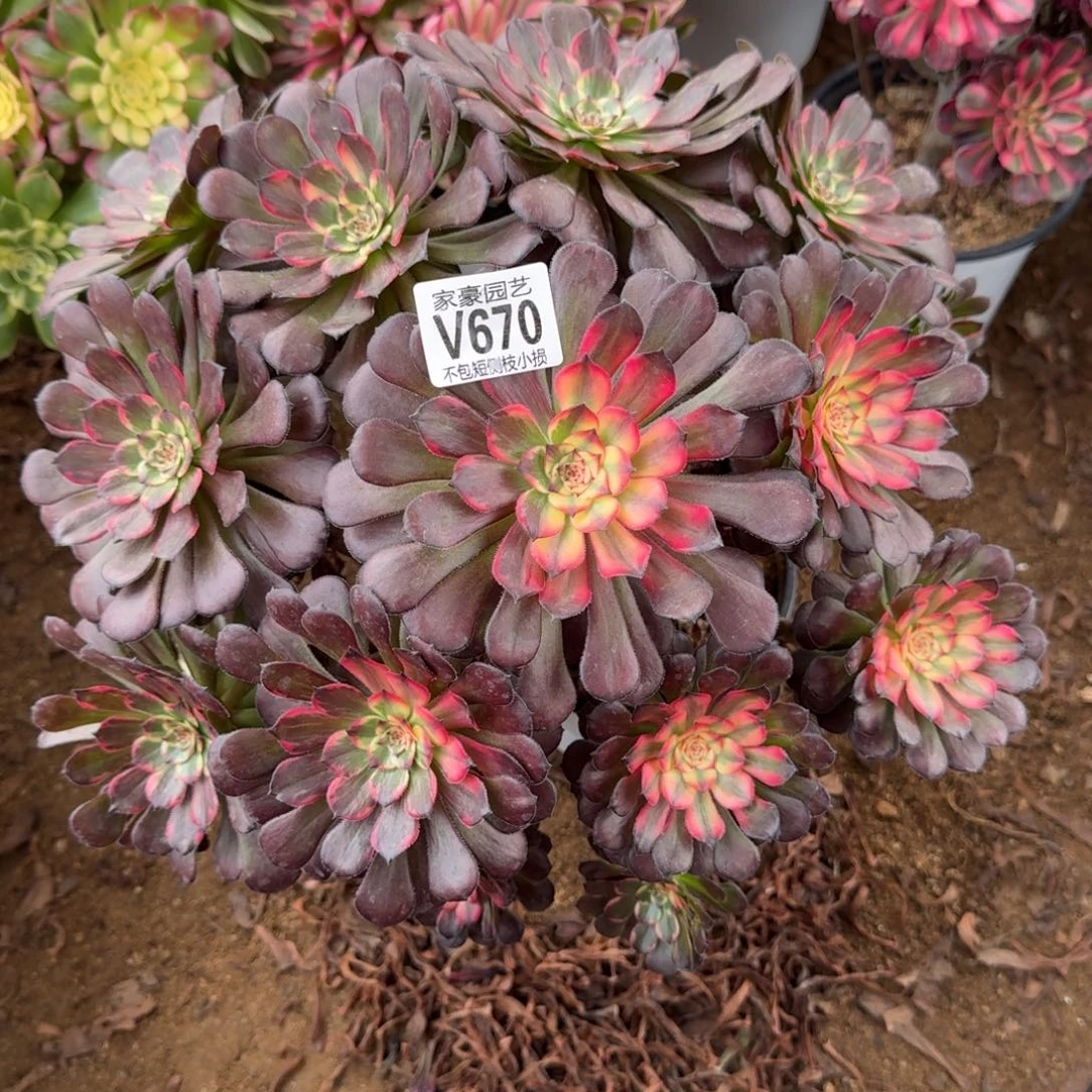 670妖花官服30左右2