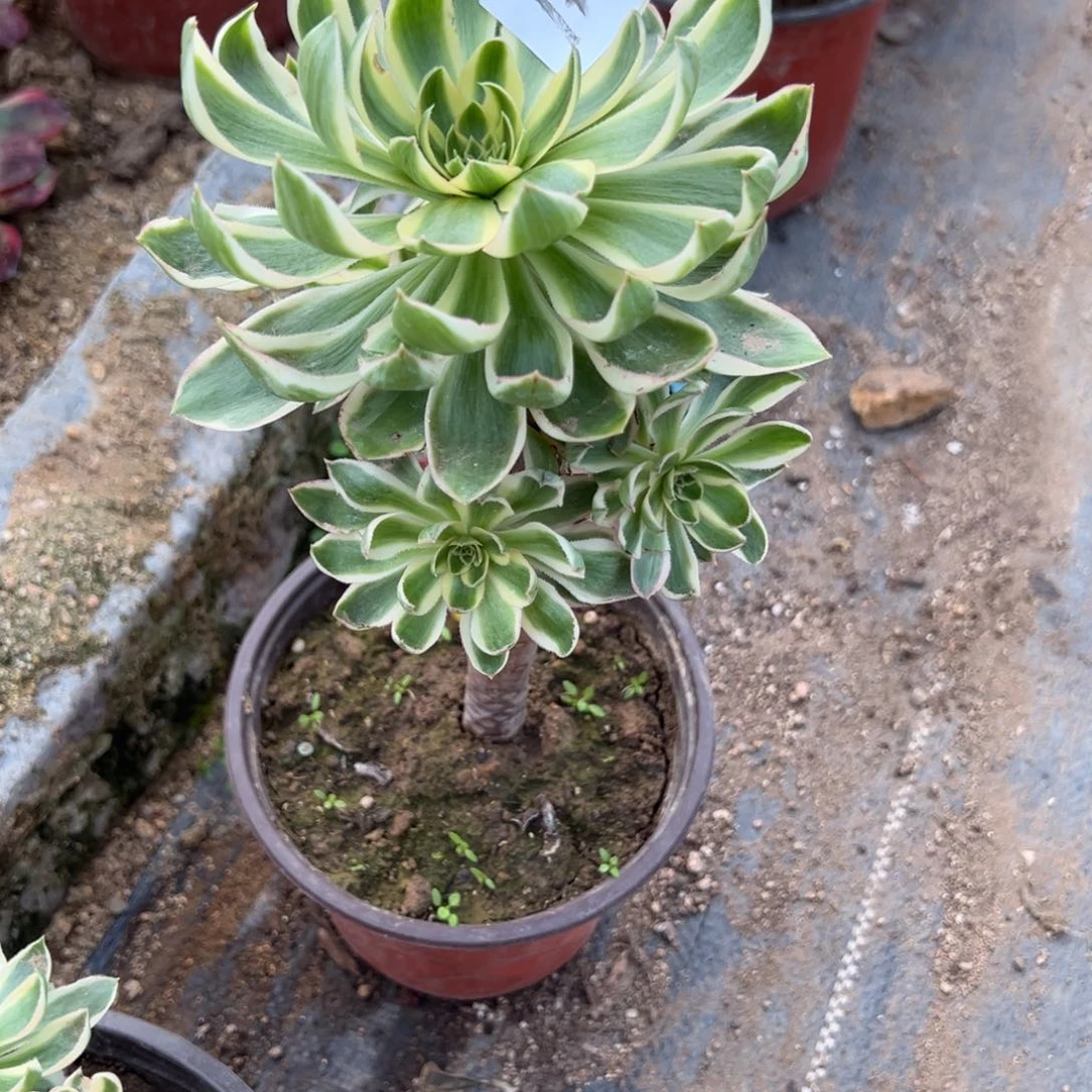 12青连多肉多肉炖肉多肉