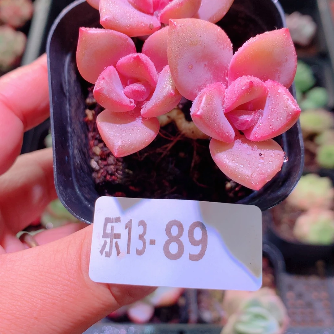 乐然13-89 彩虹糖