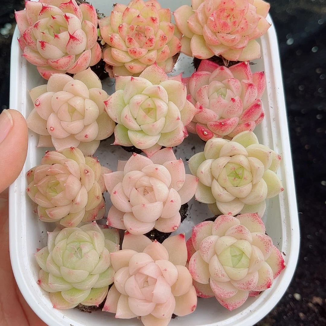 1-455  新疆西藏内蒙不发货 零下不拍保温箱不包损