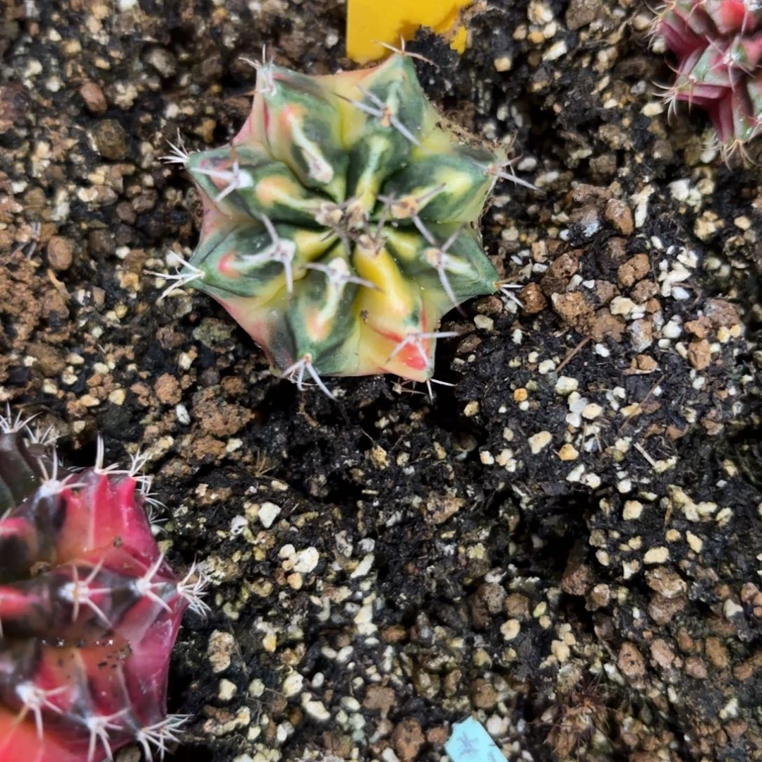 266-1130泰国发货dr