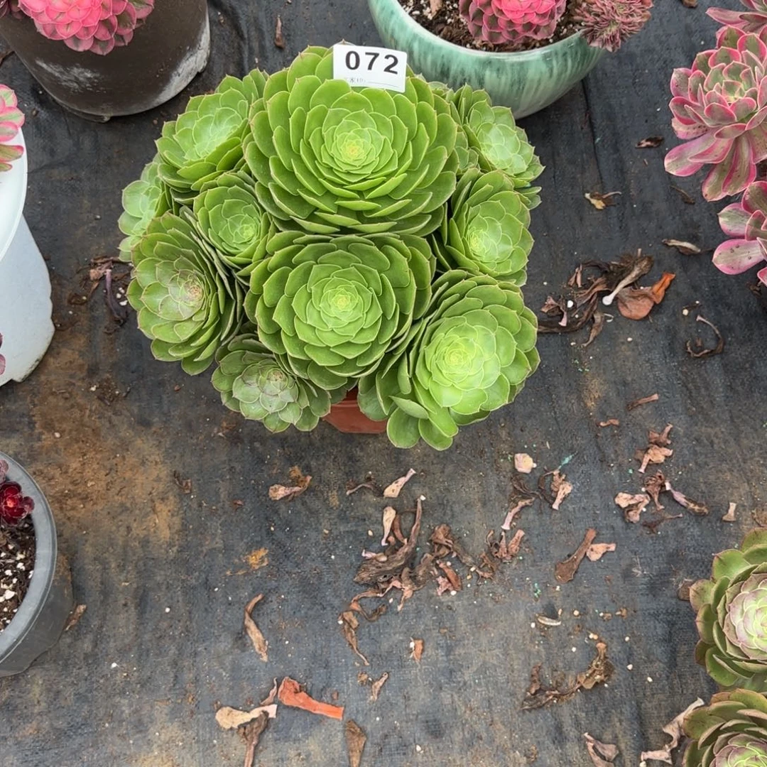 辉***g精品多肉植物0072