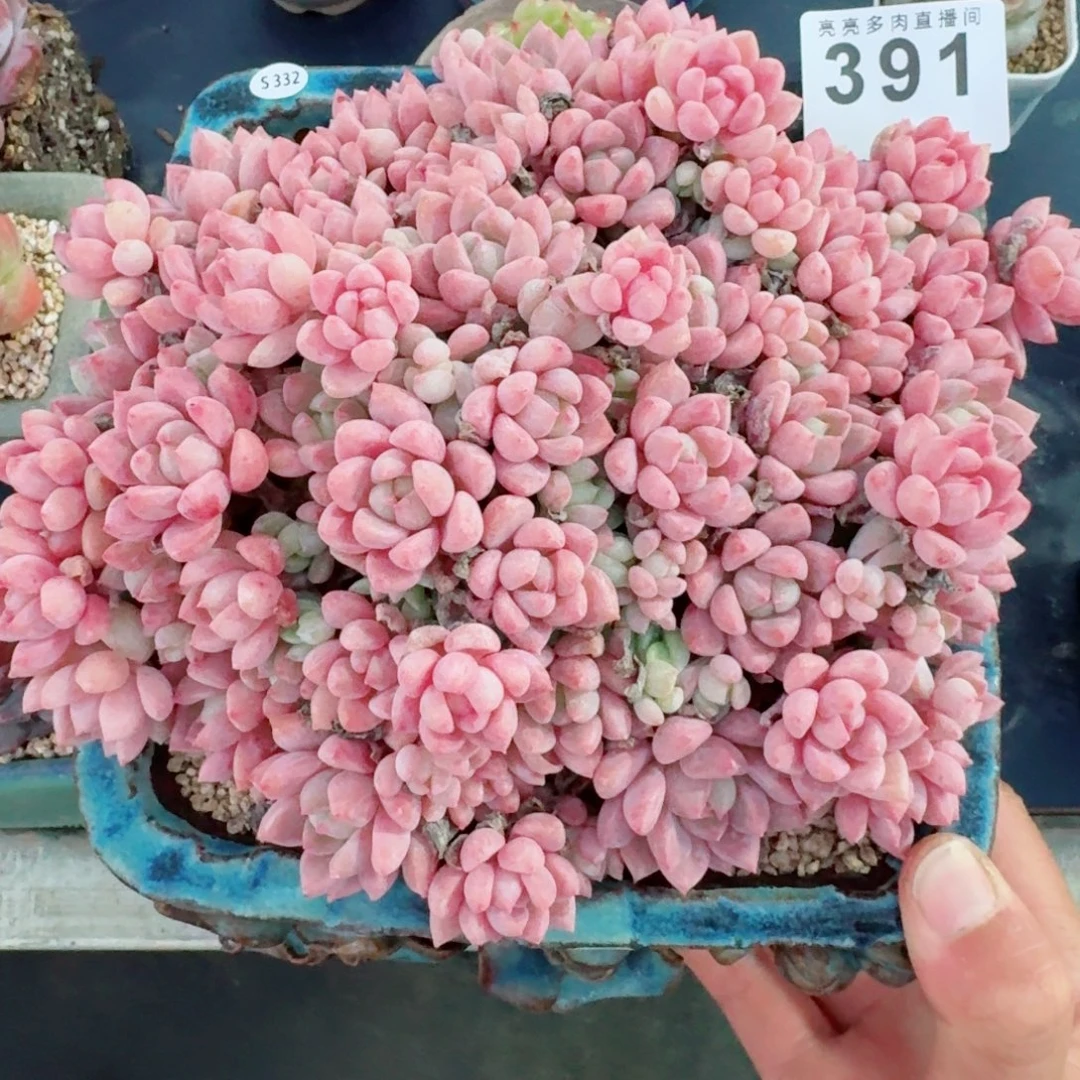 粉曼群生      愿你一路坦途，乘风破浪展宏图