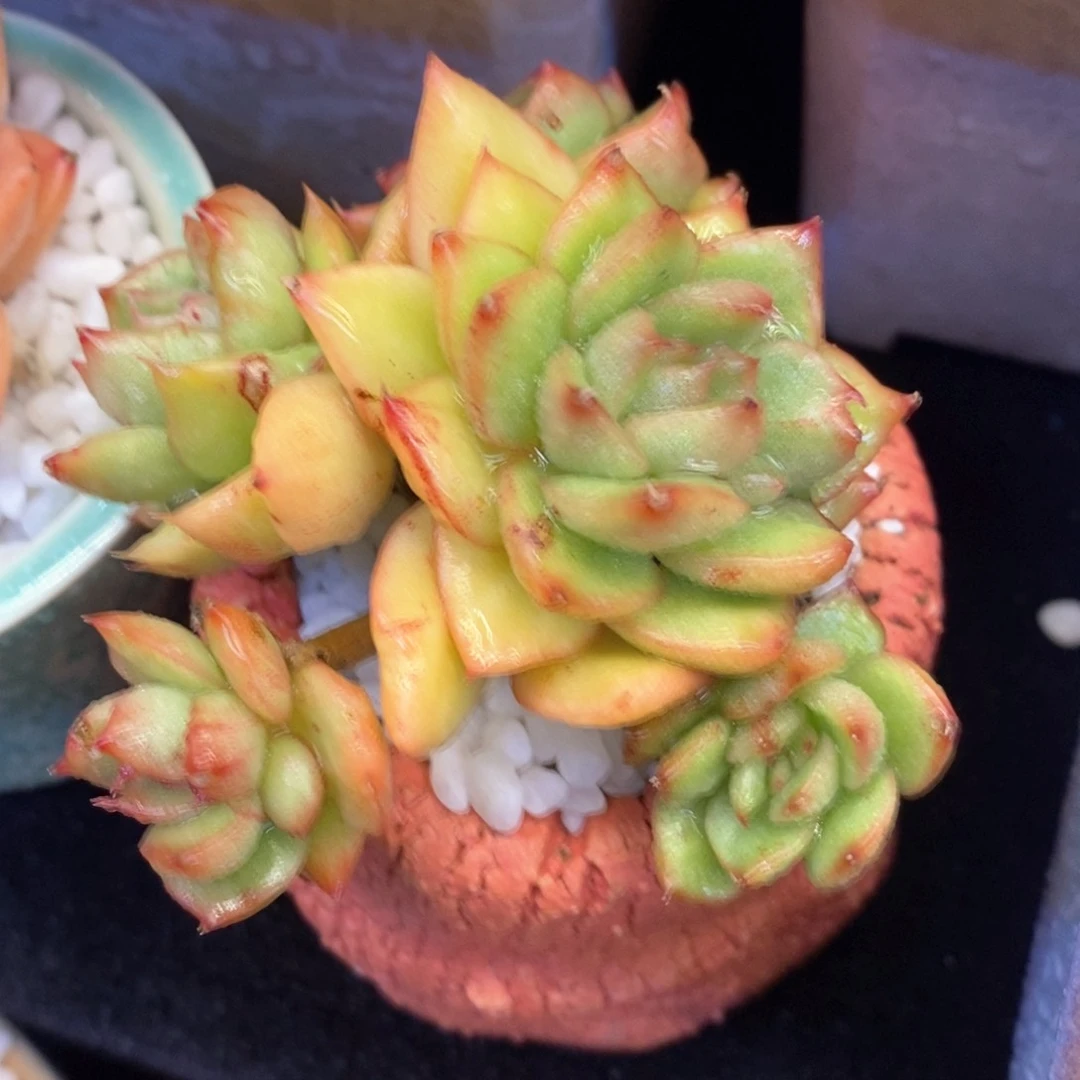 冬云石化多肉植物盆栽