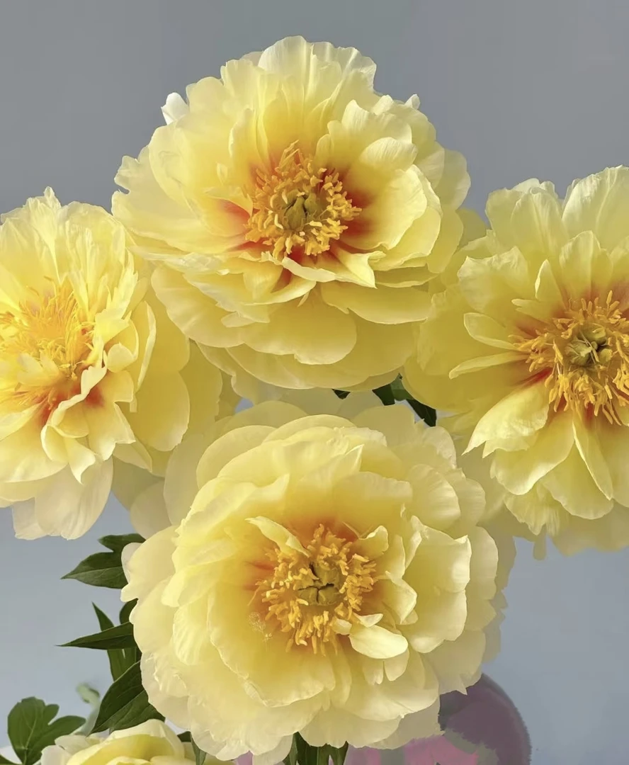 重磅福利*现货 限前100单 菏泽芍药**现货（巴茨拉）鲜切花基地直发