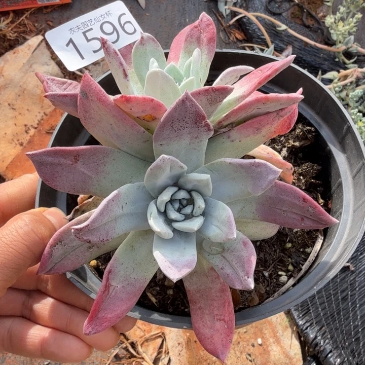 3代杂仙女杯多肉福利新品