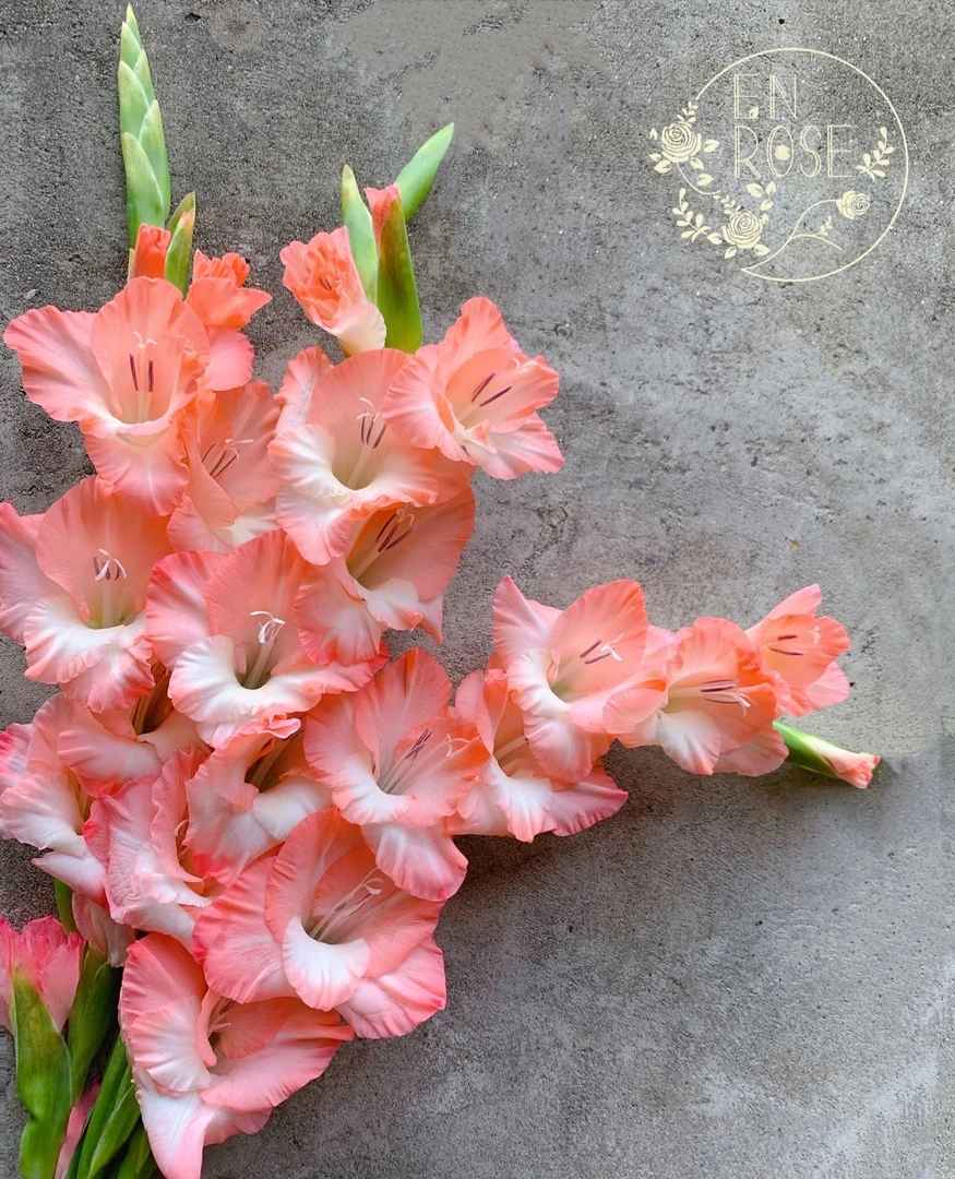 阳光粉--剑兰【实物以直播间为准】