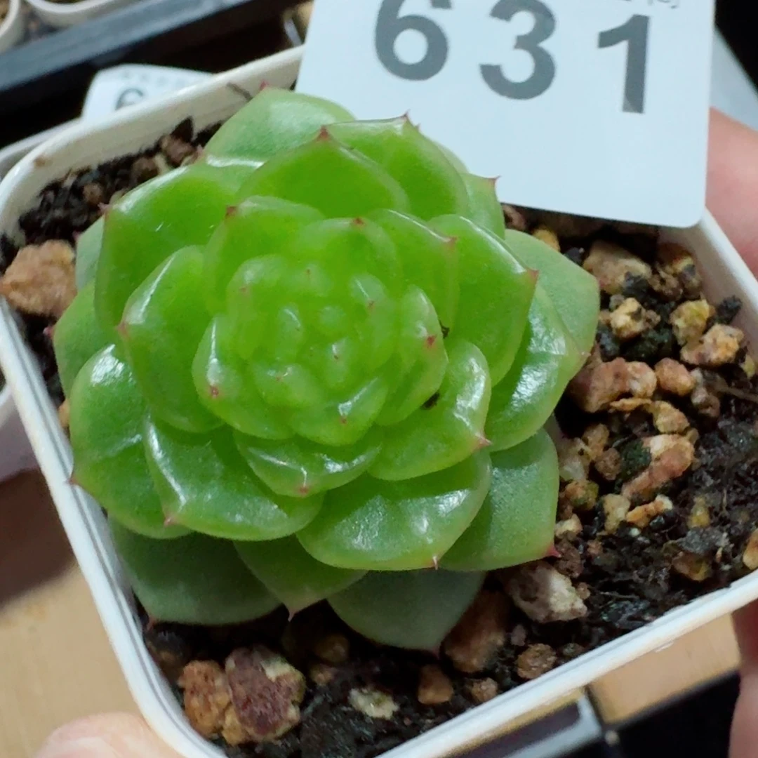 玉芷珍妮            精美多肉植物