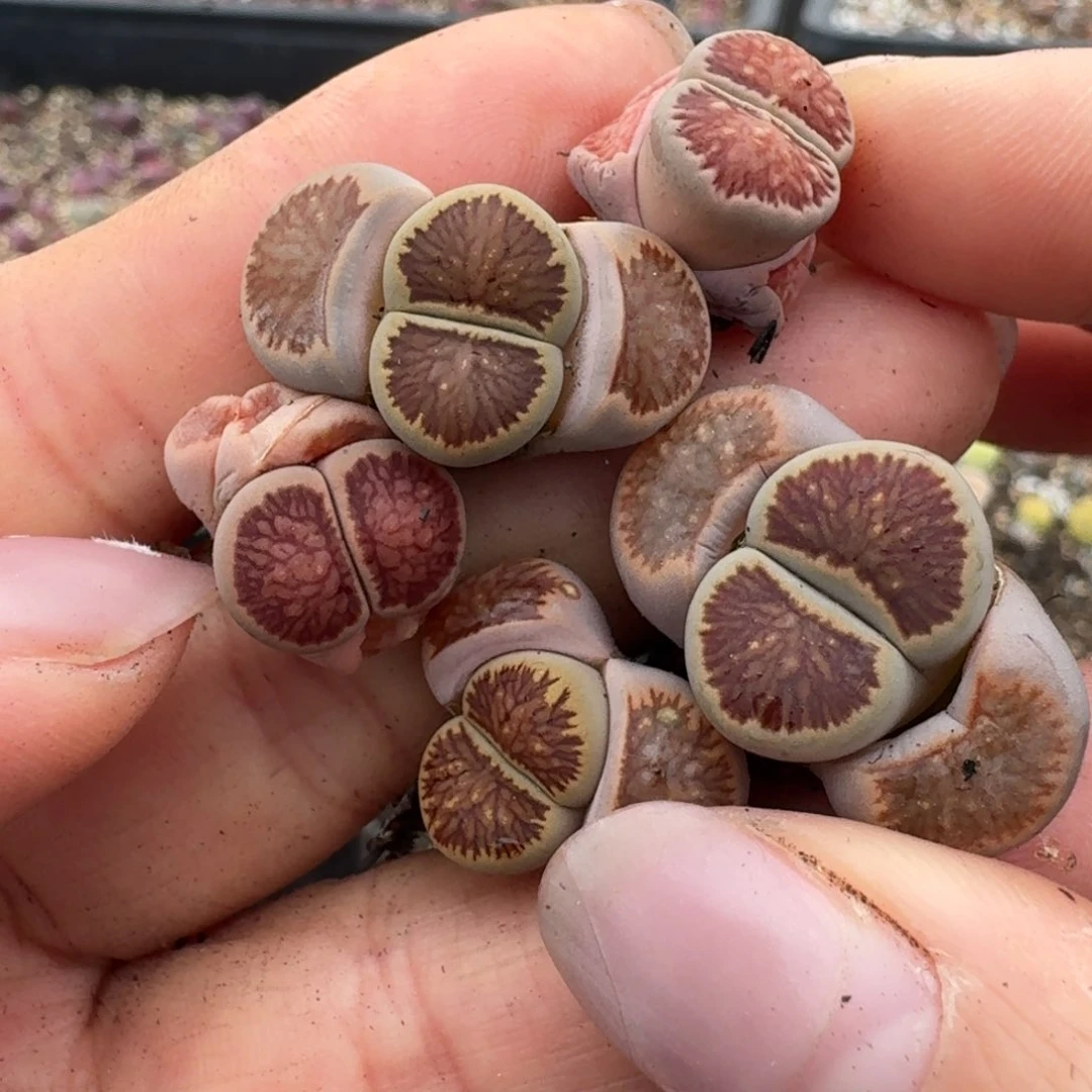 367五颗菊000000000000