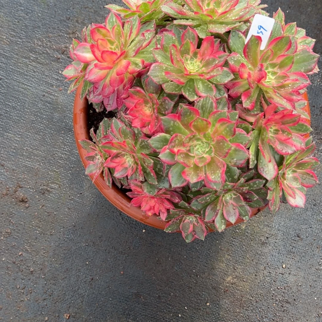 159万花筒可能有榨菜多肉