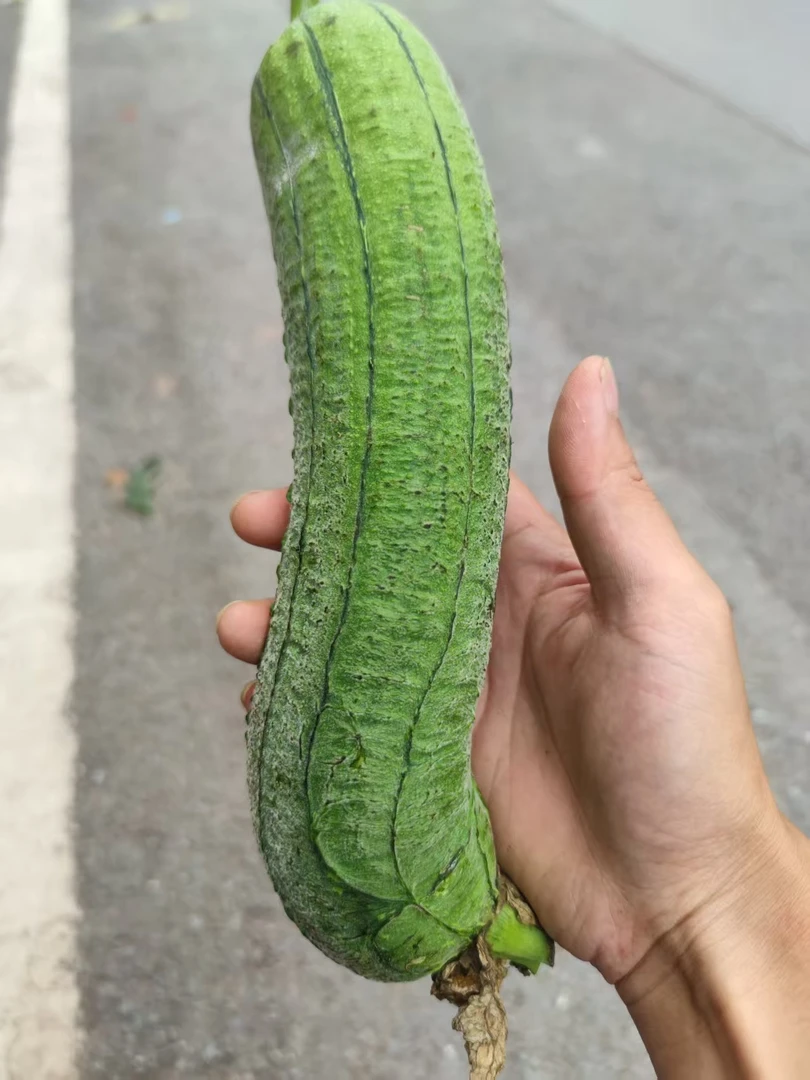 农家自种现摘新鲜丝瓜