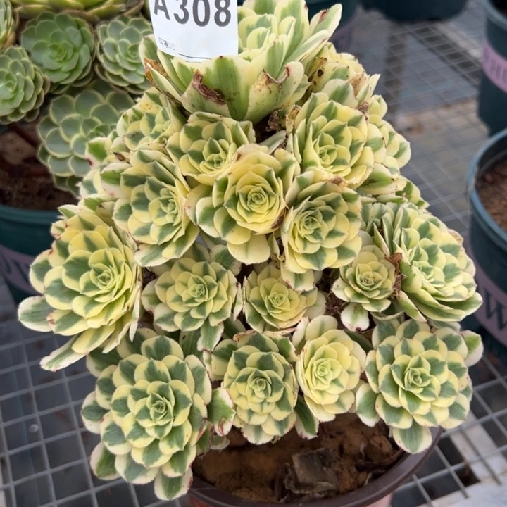 308迈巴赫20厘米左右
