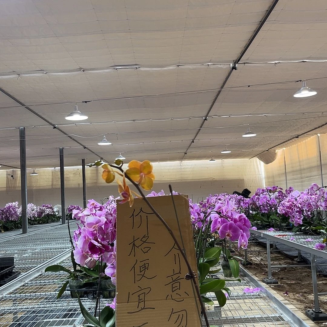 阿***罗完全开放蝴蝶兰1个 不售后