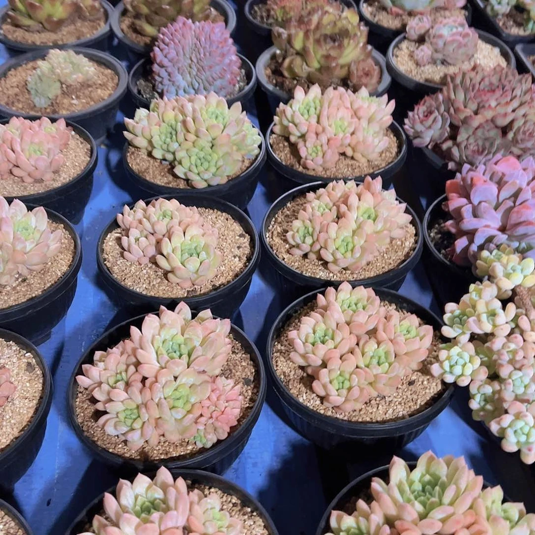 潇*妹小白药500克，多肉植物，