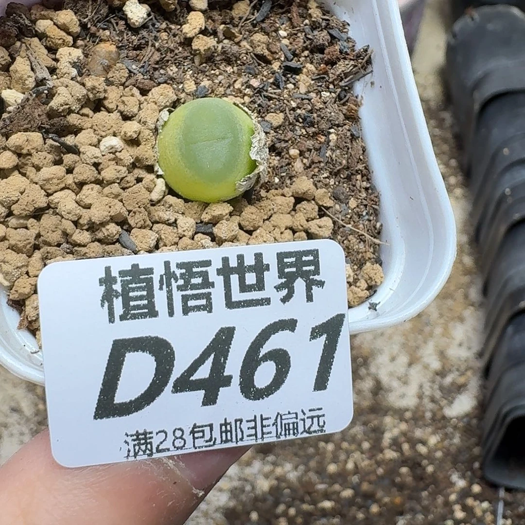 多肉植物的润泽ghn