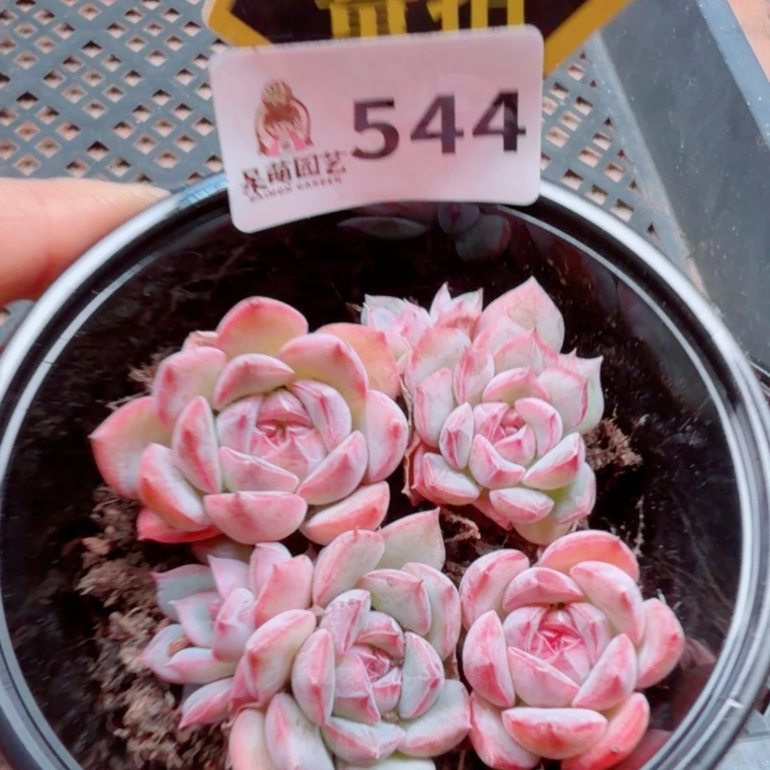 多肉植物多肉植物