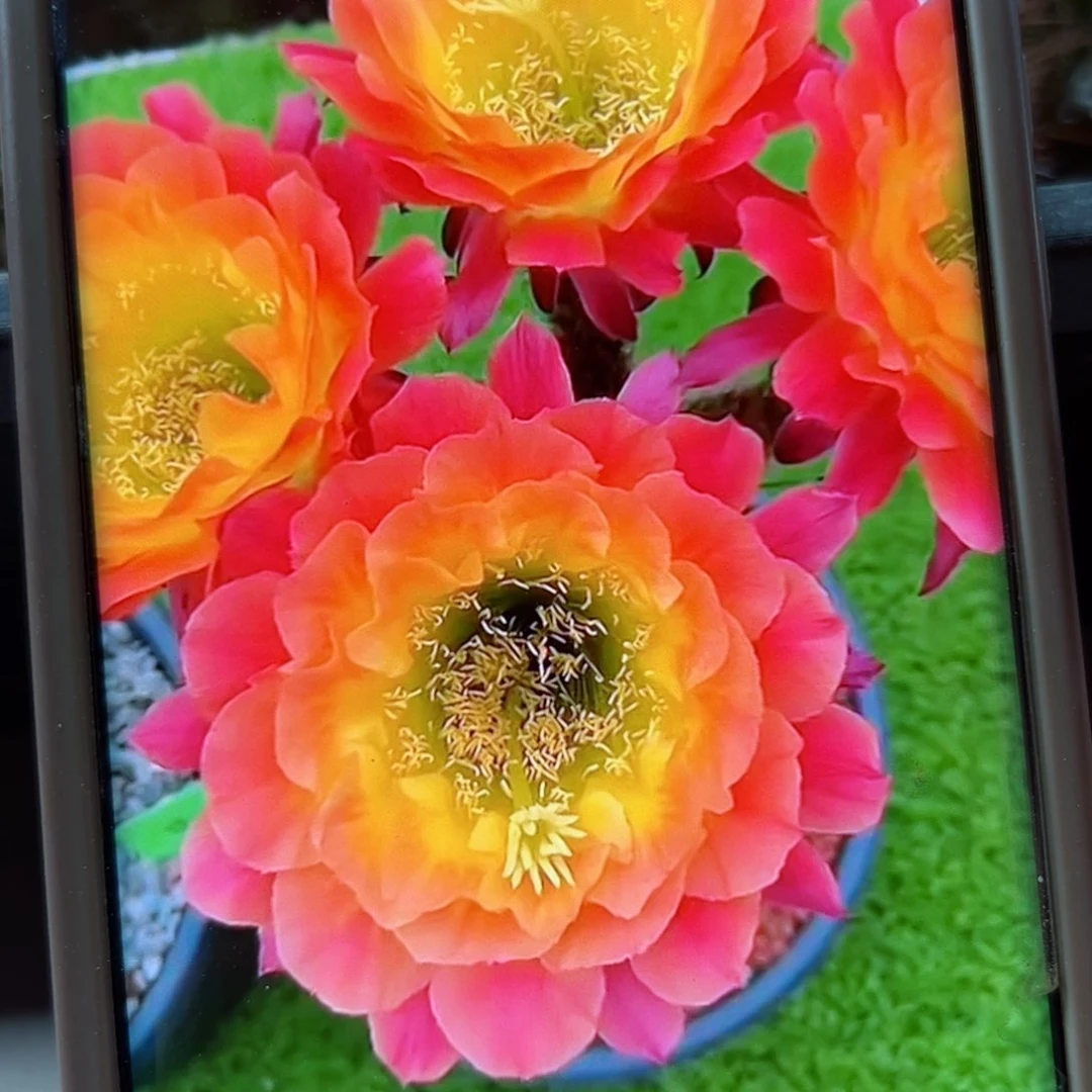 下16毛大满贯歪侧芽5公分左右20包邮