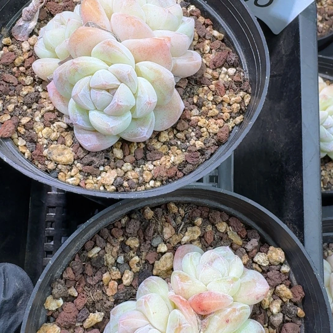 66 号到手1框，江北多肉