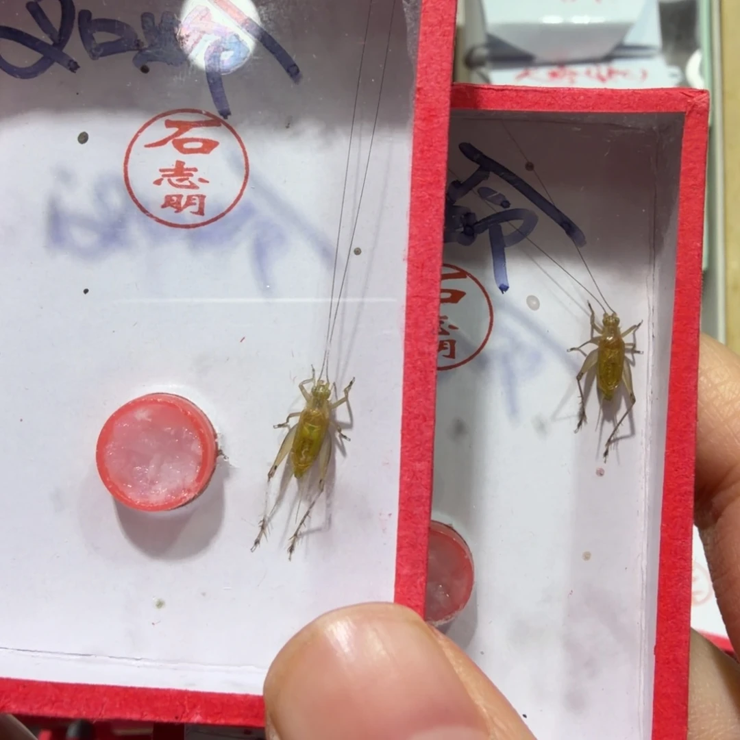 蟋蟀石老师汊口二条