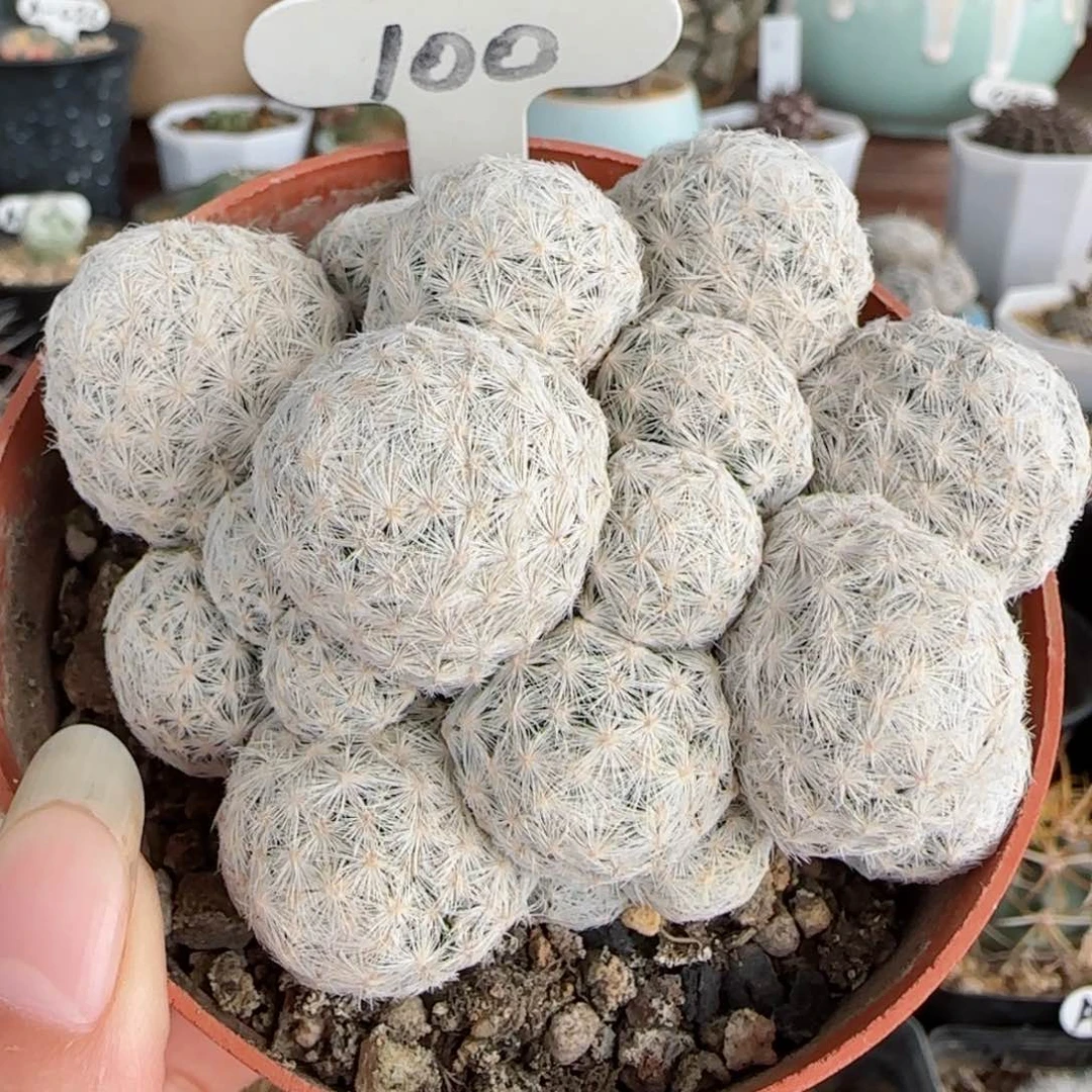 100萝卜根姬春星多肉