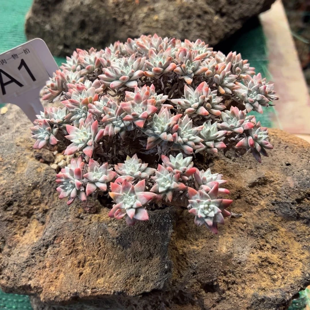 白菊，，，，，，，，，，，，，，，，，，