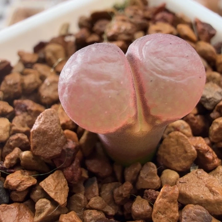 超级美风铃玉肉锥植物3841