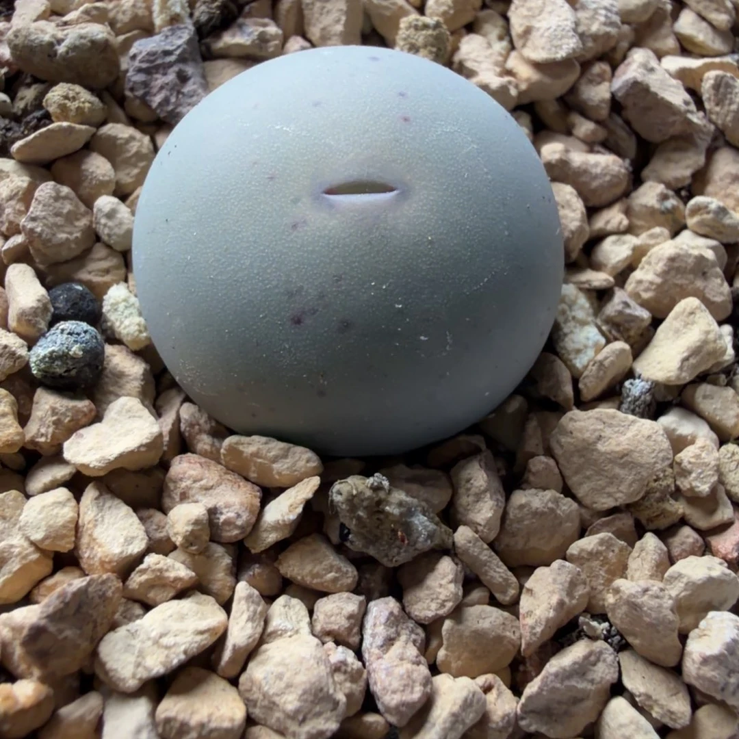 434母本v嘴765号。