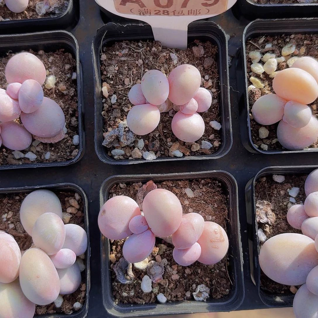 A079水光针一物一拍