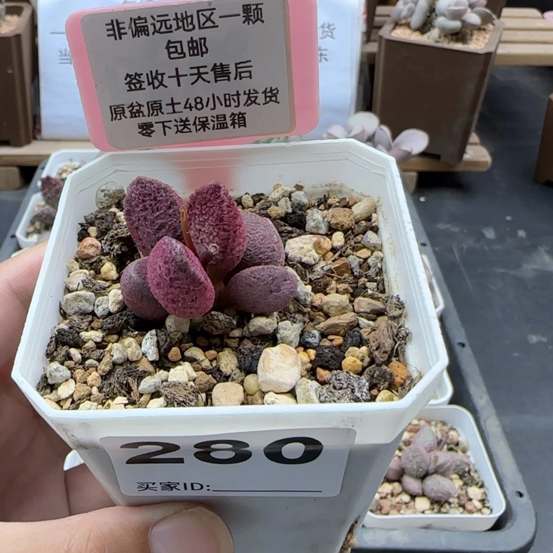 ?****叽280实生多肉植物