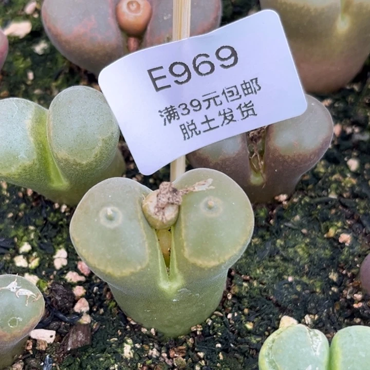 多肉哈哈哈哈哈哈969