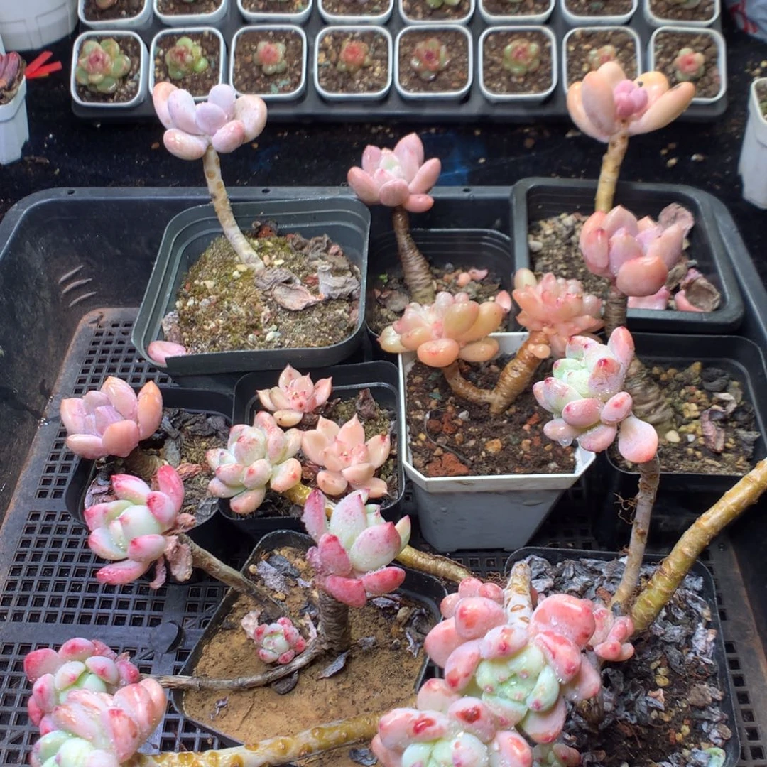 全部花朵Q88yyyyyyyy