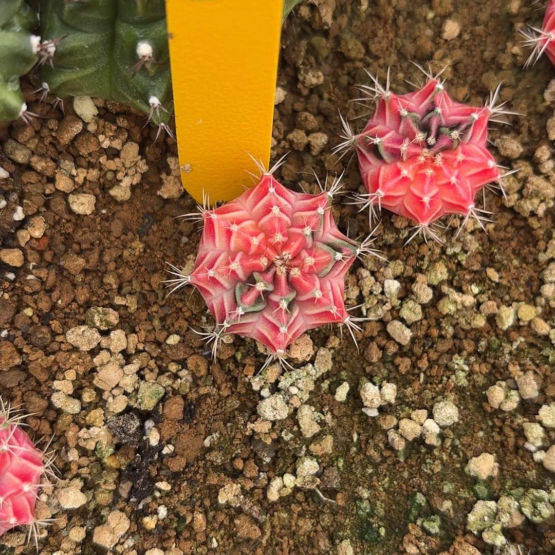 L563-1006泰国发货 彩虹梦