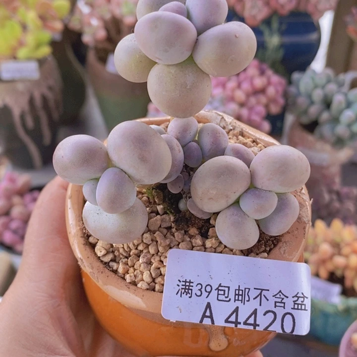 芭比奶洛6cm4420多肉