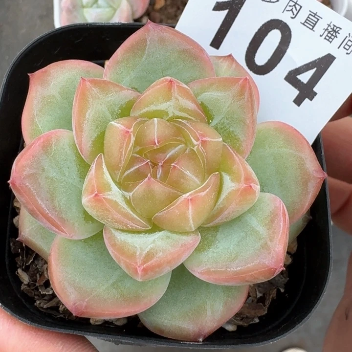 懒***杨海洋之心         多肉植物