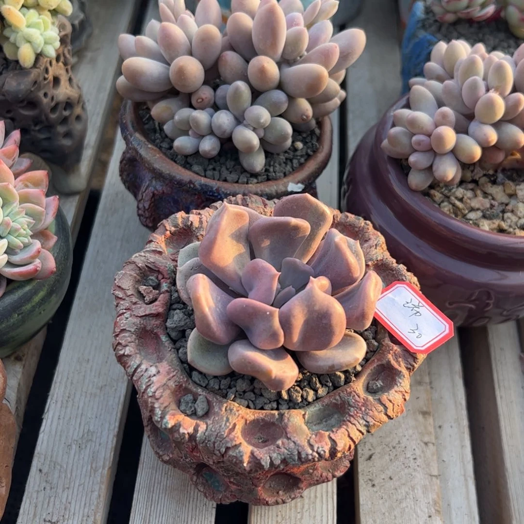 多肉植物多肉植物