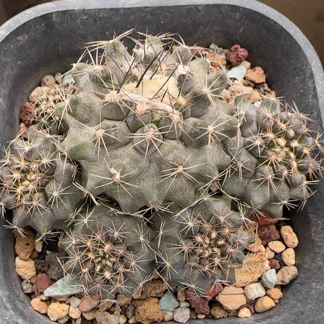 019实生公子丸多肉7.4