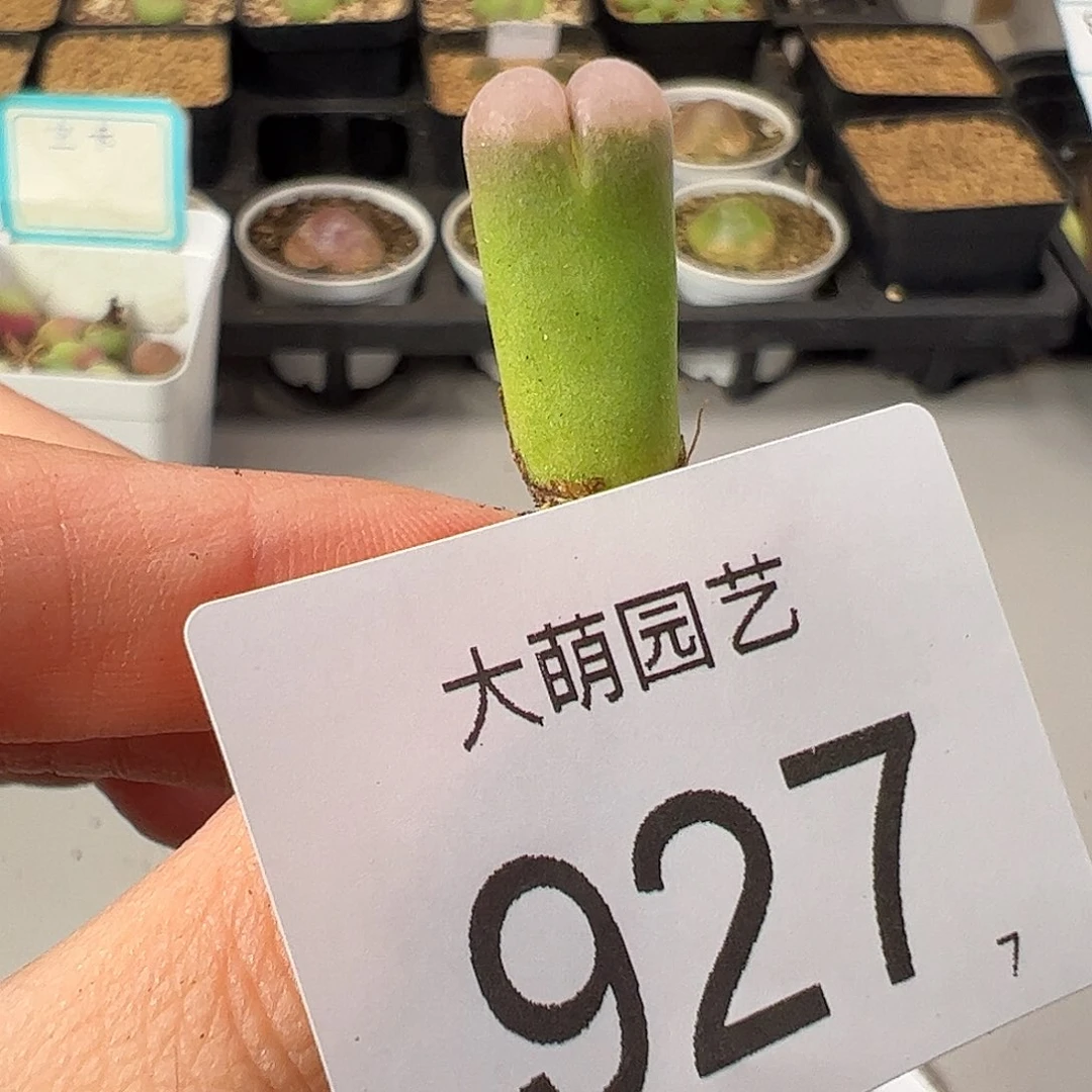 00009247一物一拍。