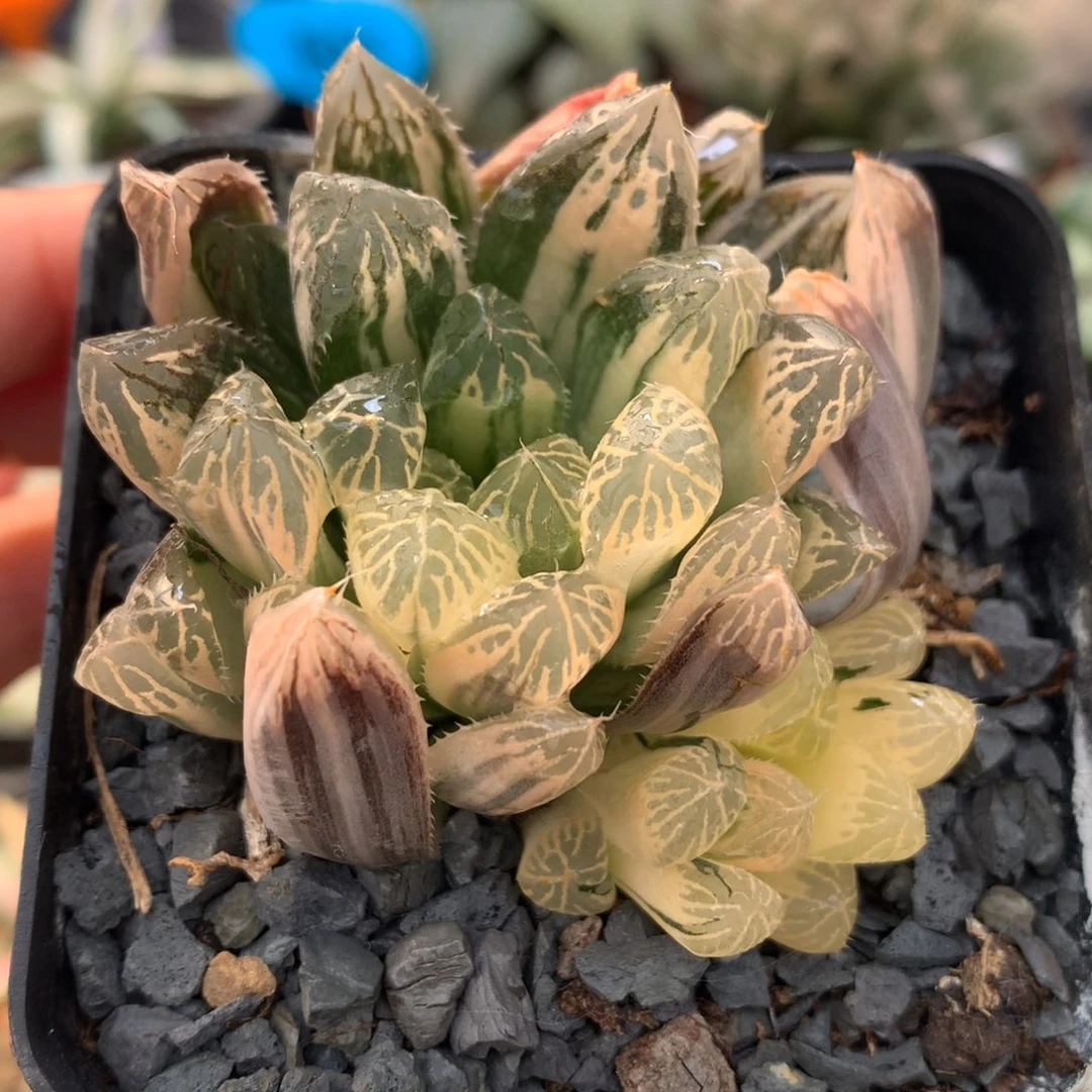 别系玉露锦，带盆一起