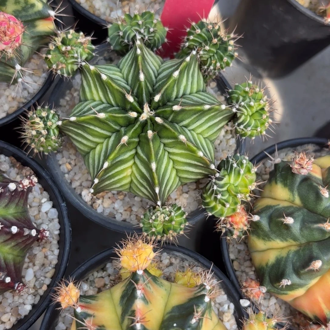 48-1220泰国发货多肉